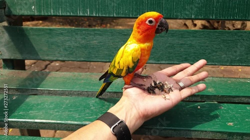 A bird is eating seeds on the hands of a man.