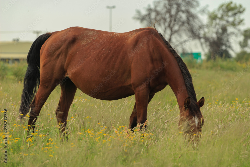 Brown horse grazing in a pasture Brown horse grazing in a pasture