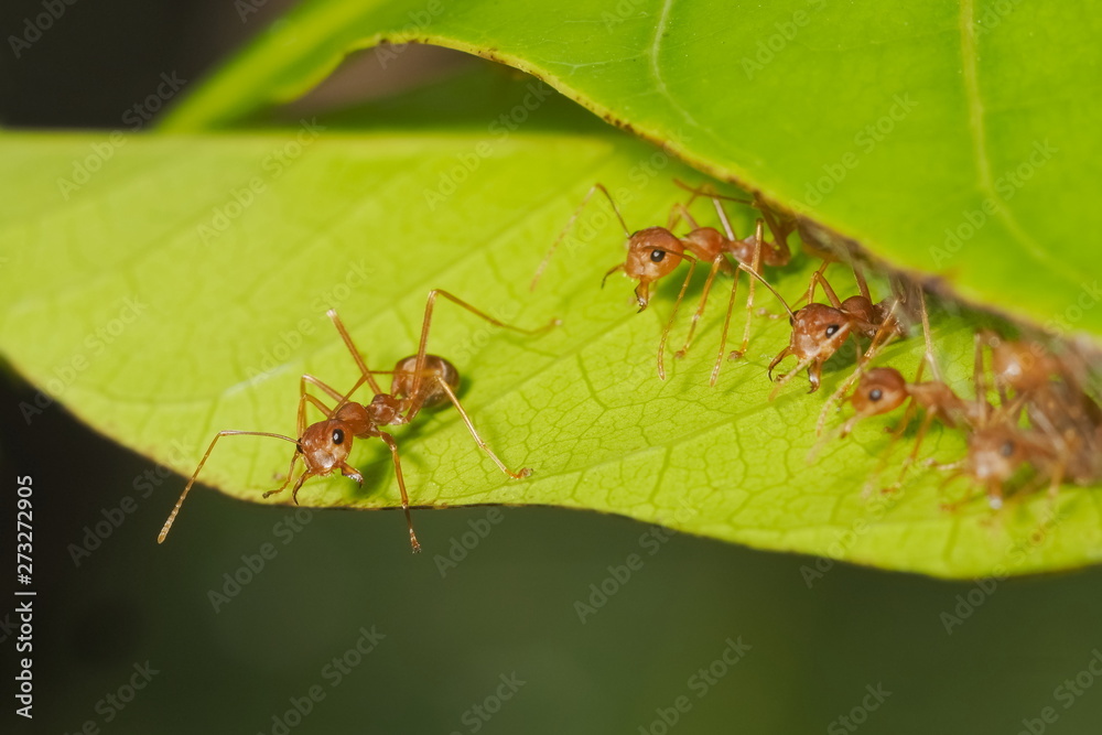 Top view a group of Weaver ant (Oecophylla smaragdina) or Green Ant guarding the nest and resting on green leaf with green nature blurred background. Top view a group of Weaver ant (Oecophylla smaragdina) or Green Ant guarding the nest and resting on green leaf with green nature blurred background.