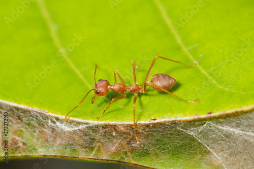 Top view a Weaver ant (Oecophylla smaragdina) or Green Ant guarding the nest and resting on green leaf with green nature blurred background.