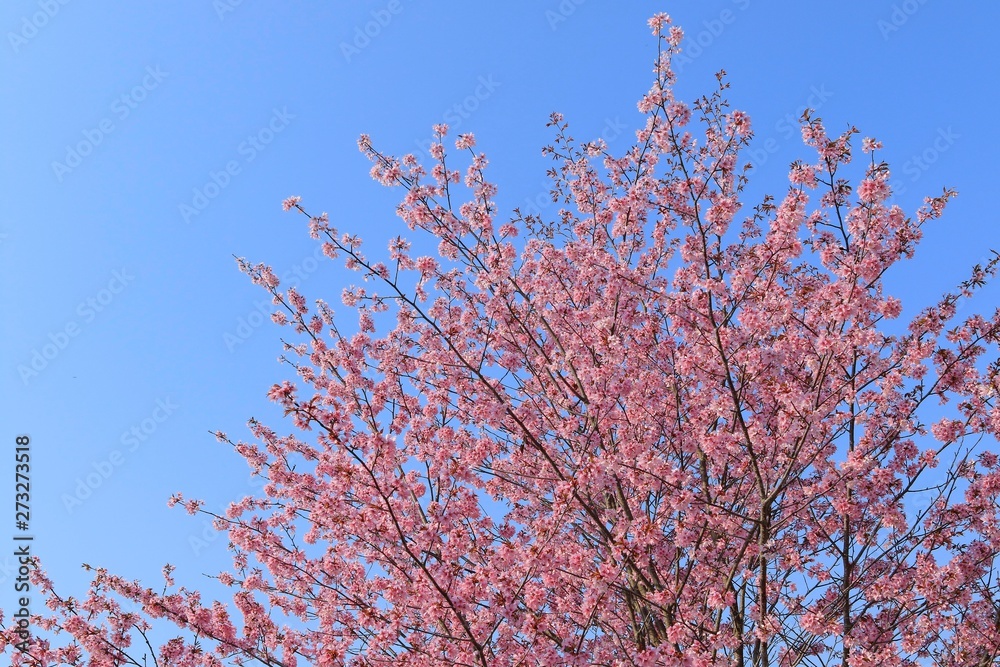 桜　青空背景テクスチャ　日本