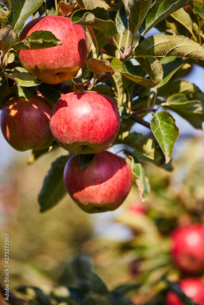 picture of a Ripe Apples in Orchard ready for harvesting,Morning shot picture of a Ripe Apples in Orchard ready for harvesting,Morning shot