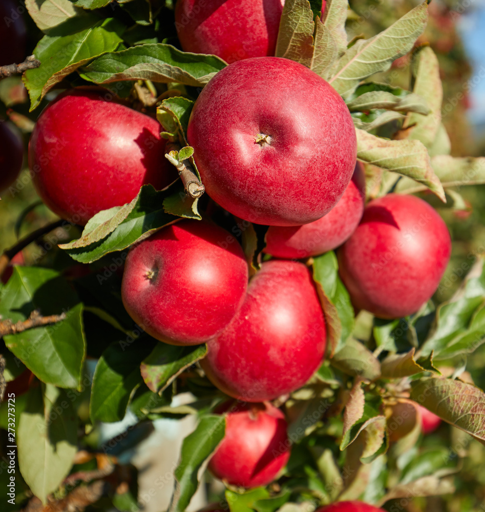 picture of a Ripe Apples in Orchard ready for harvesting,Morning shot picture of a Ripe Apples in Orchard ready for harvesting,Morning shot