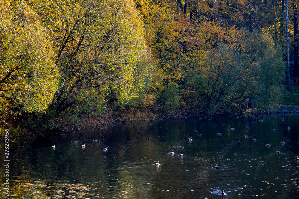 Fototapeta premium Autumn Park, trees reflected in the pond, withered leaves