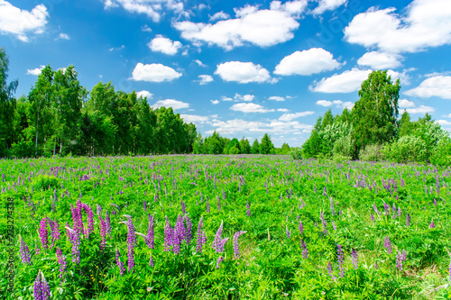 Summer landscape with clouds and lupins. Russian landscape.