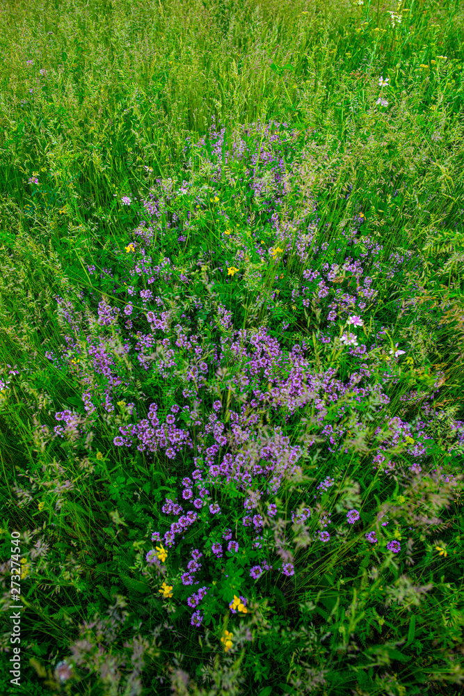 Springtime landscape