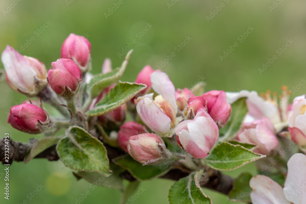 branch of apple tree with buds in spring branch of apple tree with buds in spring