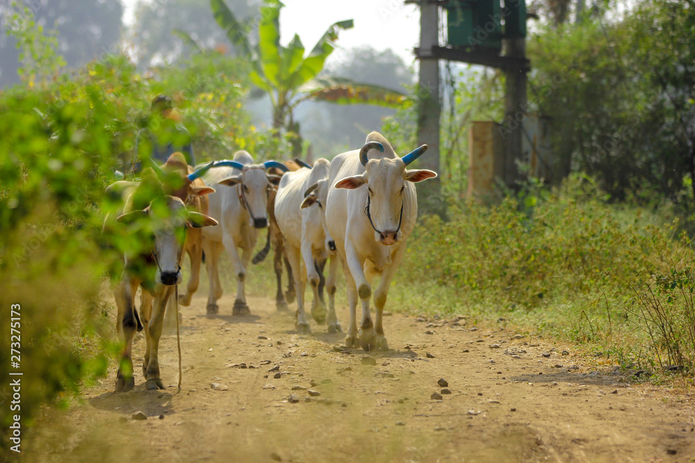 Obraz premium bull at green farm