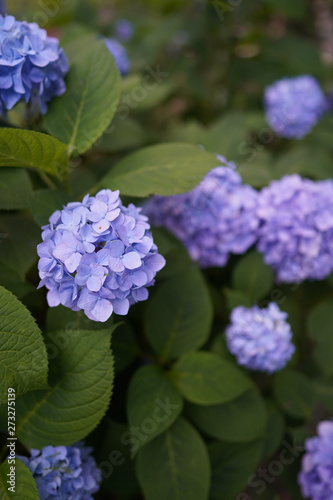 Japan landscape in June