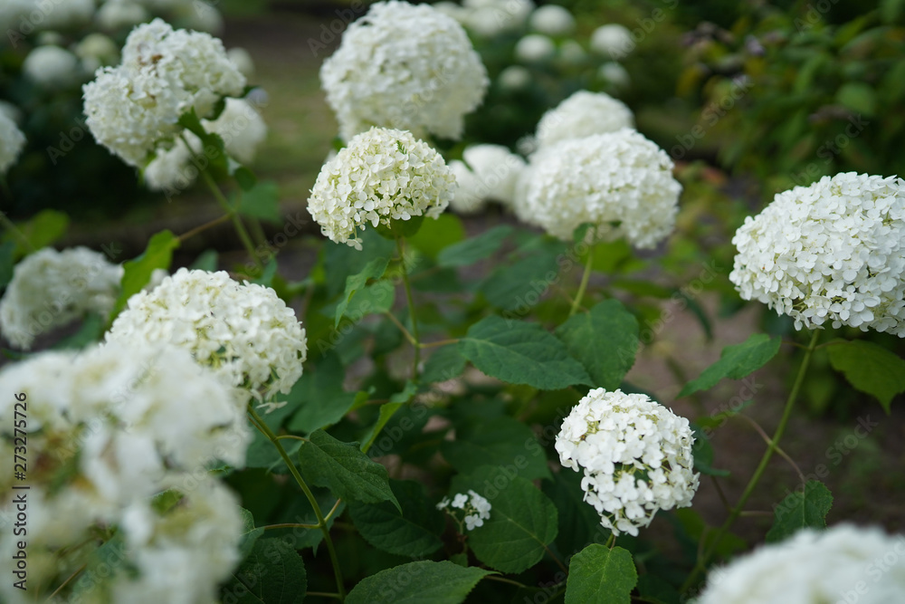 Japan landscape in June