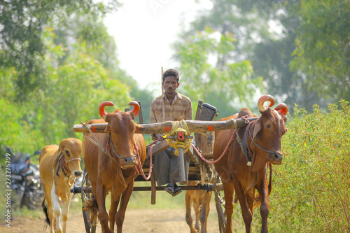indian farmer on bull cart © Niks Ads