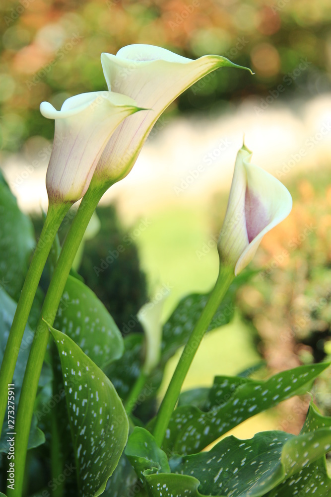 calla calla