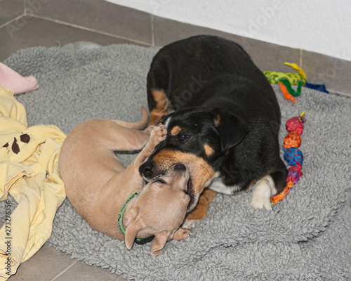 a beige chihuahua puppy playing the kissy face game with an old mixed breed doxie pin dog on a grey blanket near dog toys