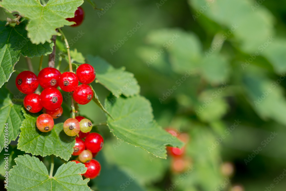 branch cluster of ripe and unripe red currant berries in a garden. Eco healthy fruits. Copyspace for text branch cluster of ripe and unripe red currant berries in a garden. Eco healthy fruits. Copyspace for text