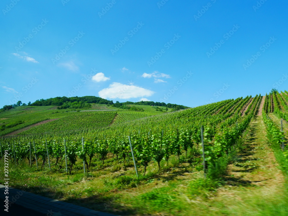 Naklejka premium vineyard in germany