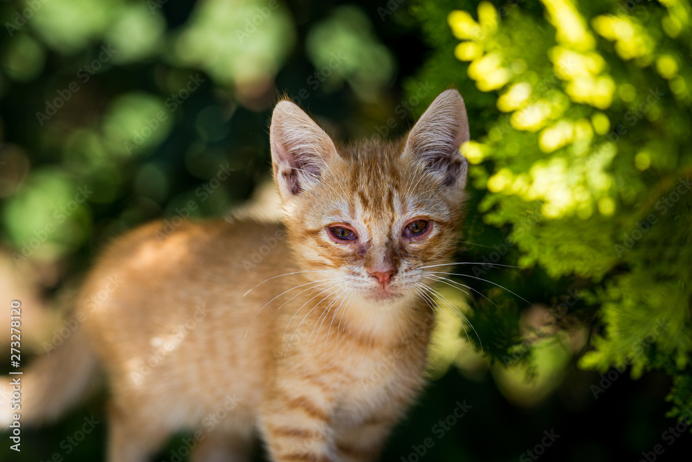 Cute brown kitten cat portrait on a green outdoor garden landscape