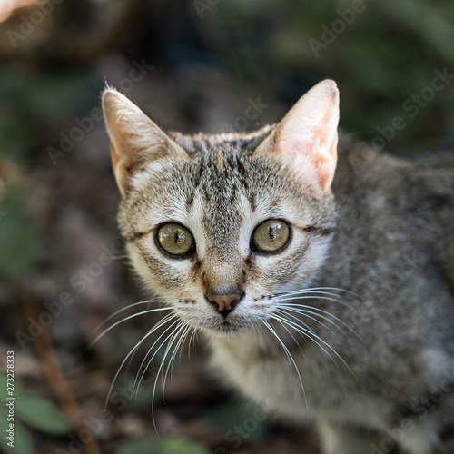Wild cat surprised face head portrait © jordieasy