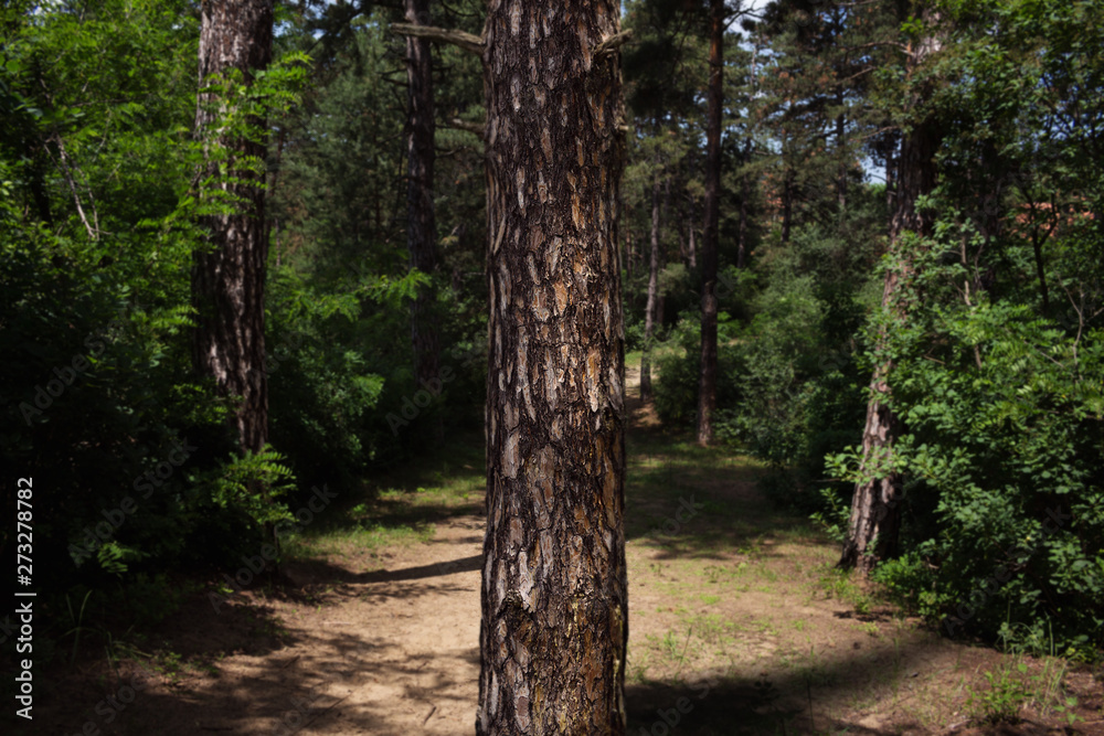 Tree Trunk In The Woods. For Copy Space, Arrows ,Signs, Signposts and Directions Tree Trunk In The Woods. For Copy Space, Arrows ,Signs, Signposts and Directions