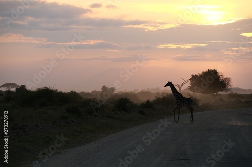 Baby Giraffe crossing road in Amboseli National Park, Kenya