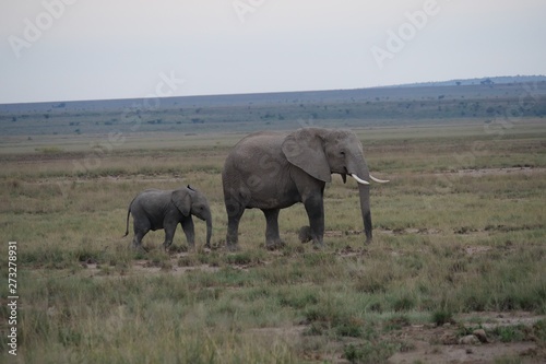 Elephants roaming in Amboseli National Park  Kenya