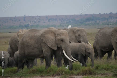 Elephants roaming in Amboseli National Park, Kenya