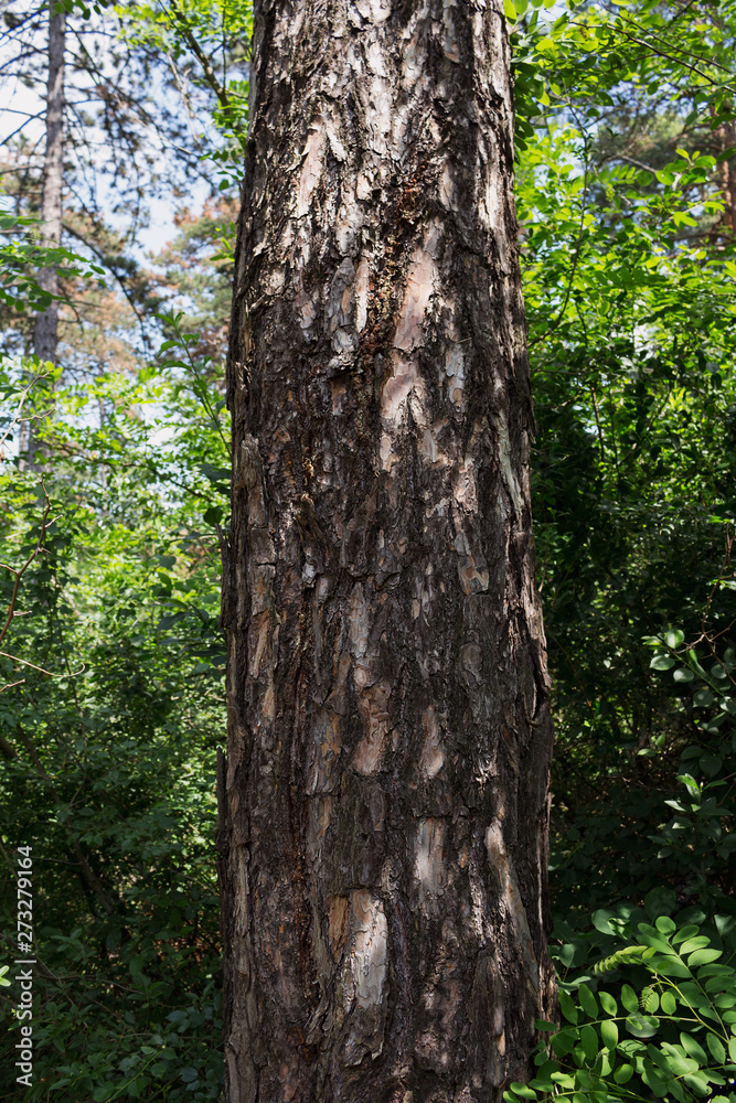 Tree Trunk In The Woods. For Copy Space, Arrows ,Signs, Signposts and Directions