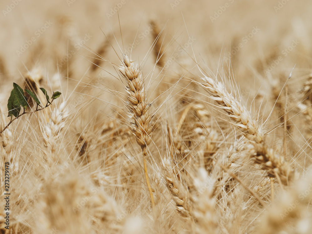 Fototapeta premium (Triticum aestivum) Złote kłosy pszenicy