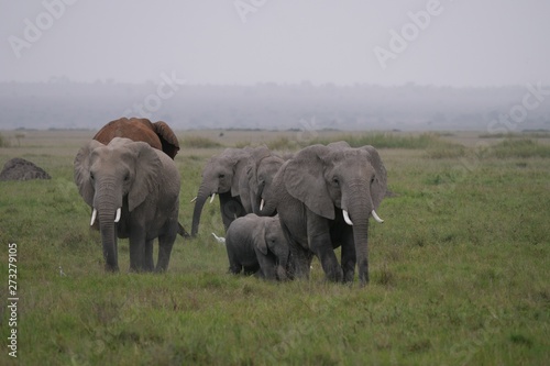 Elephants roaming in Amboseli National Park, Kenya