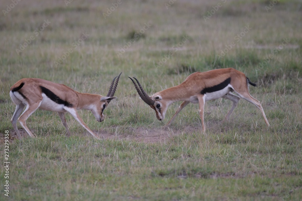 Grant Gazelles rutting in Amboseli National Park, Kenya Grant Gazelles rutting in Amboseli National Park, Kenya