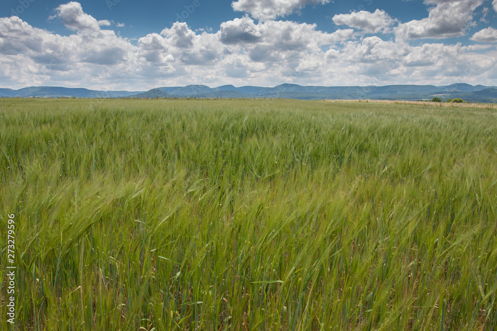 Green field and blue sky