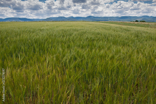 Green field and blue sky