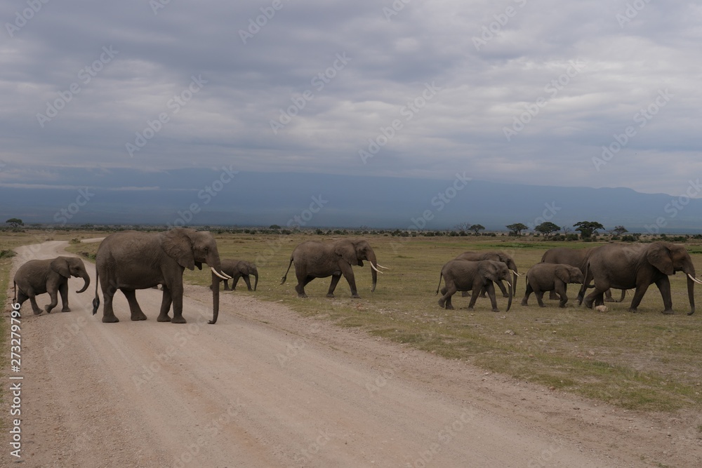Elephants roaming in Amboseli National Park, Kenya Elephants roaming in Amboseli National Park, Kenya