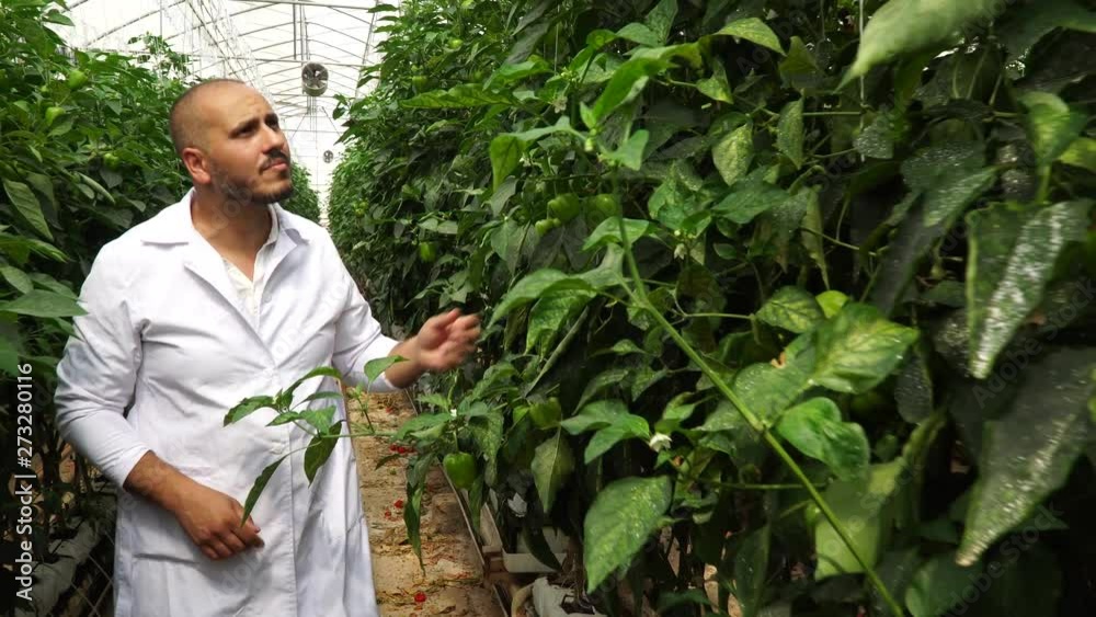 Agronomist examines peppers. Agricultural expert. 4K Agronomist examines peppers. Agricultural expert. 4K