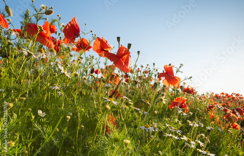 Red poppies and camomile on a rural field. Papaver. Matricaria chamomillia.