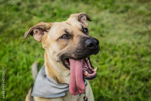 Portrait of happy young beige and black dog with mouth open showing teeth  long pink tongue sticking out  sitting on green grass waiting for a play. Summer day in a park.
