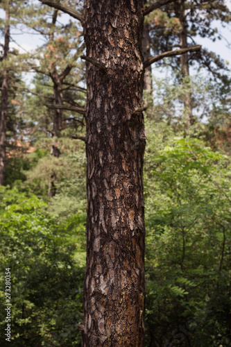 Tree Trunk In The Woods. For Copy Space, Arrows ,Signs, Signposts and Directions