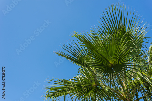 green Palm trees against blue sky, Murter, Croatia, Dalmatia perfect for a background