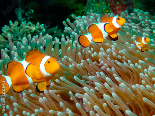 The Common or False Clownfish (Amphiprion ocellaris) in an anemone in El Nido, Palawan