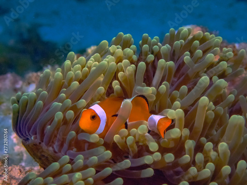 The Common or False Clownfish  Amphiprion ocellaris  in an anemone in El Nido  Palawan