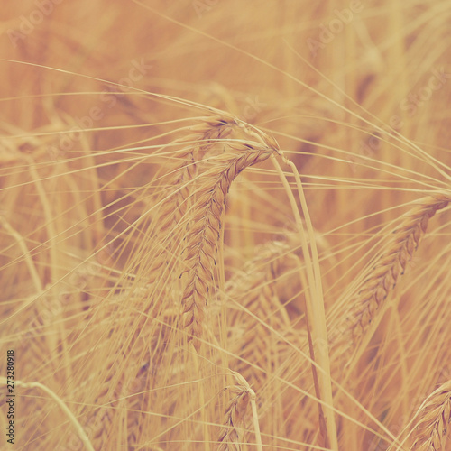 (Triticum aestivum) Epis de blé tendre en été photo