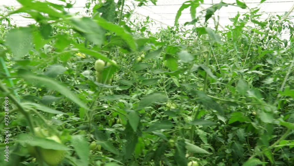Modern organic tomato greenhouse. 4K Modern organic tomato greenhouse. 4K