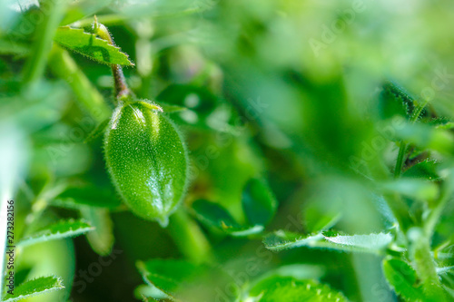 Fresh Green Chickpeas field   Chick peas also known as harbara or harbhara in hindi and Cicer is scientific name 