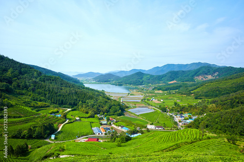 Green Tea Farm in Boseong-gun, South Korea.