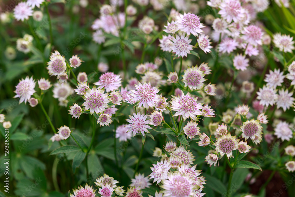 Blooming Astrantia major Rosa Lee masterwort in summer garden. Blooming Astrantia major Rosa Lee masterwort in summer garden.