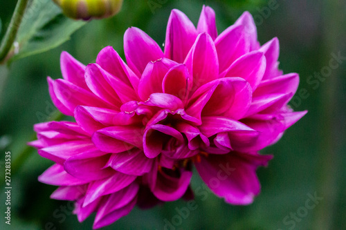 pink flower