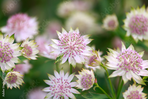 Blooming Astrantia major Rosa Lee masterwort in summer garden. photo