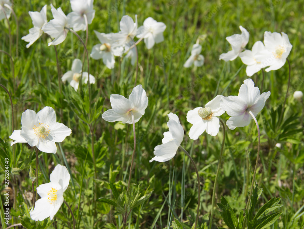 Anemone, a genus of perennial herbaceous flowering plants of the Ranunculaceae family Anemone, a genus of perennial herbaceous flowering plants of the Ranunculaceae family