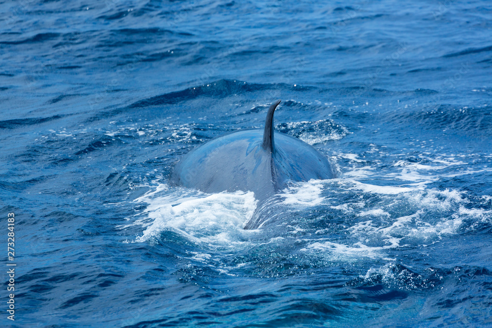 Fototapeta premium Rorqual, Cliffs ot the Giants, Tenerife island, Canary islands, Spain, Europe