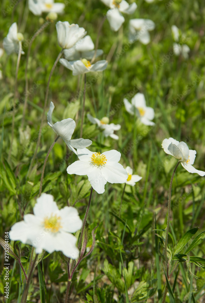 Anemone, a genus of perennial herbaceous flowering plants of the Ranunculaceae family Anemone, a genus of perennial herbaceous flowering plants of the Ranunculaceae family