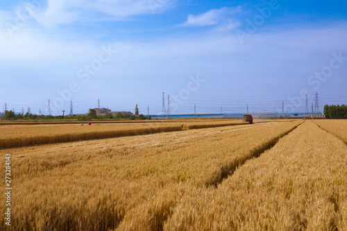 The wheat field being harvested